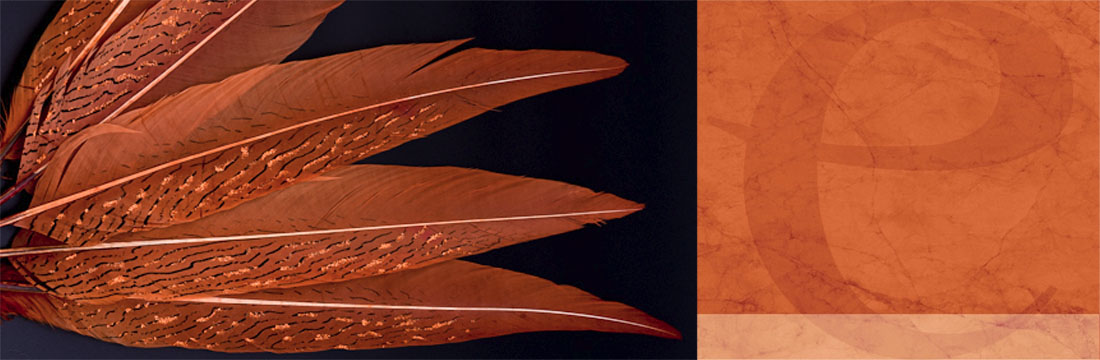Plumes-Ornées Plumes-Ornées